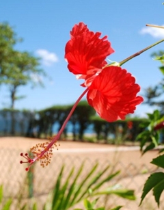 Red Hibiscus